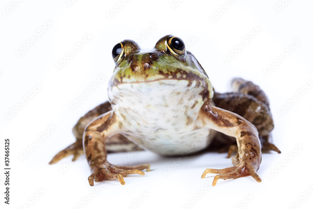 Naklejka premium Marsh Frog, Rana ridibunda