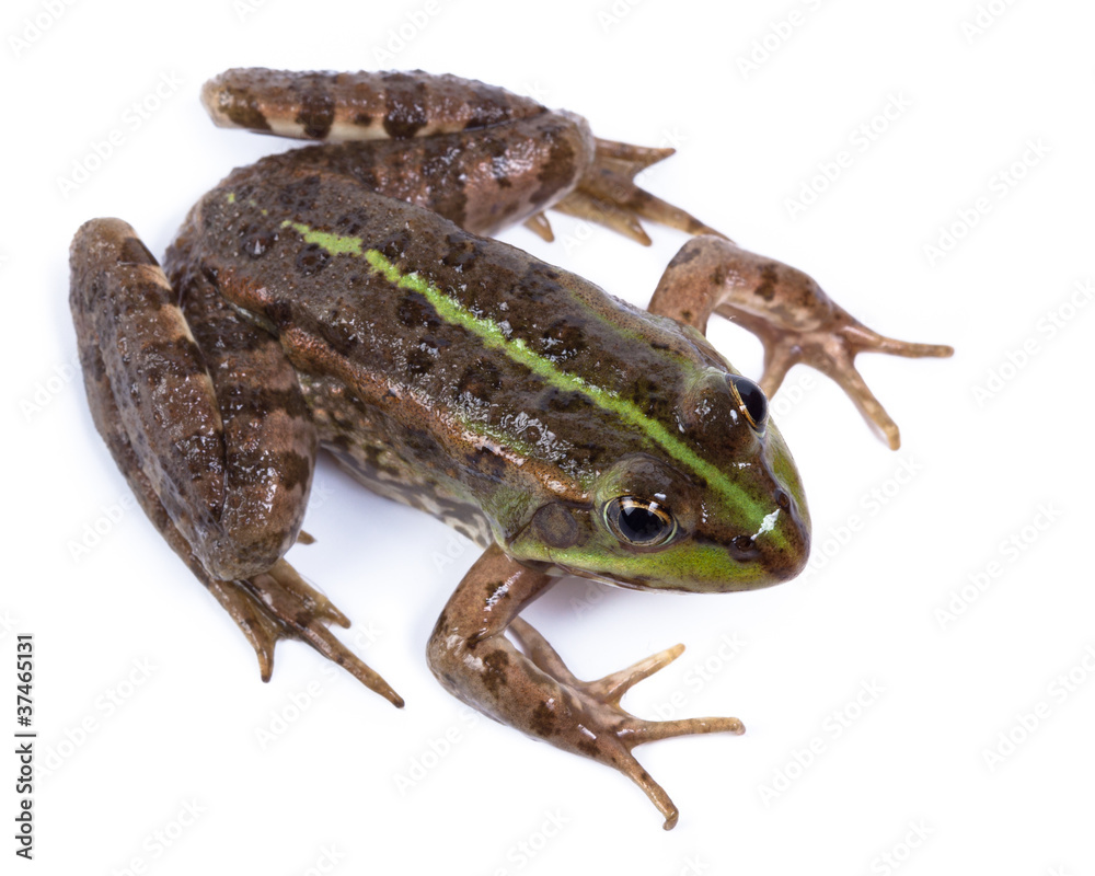 Fototapeta premium Marsh Frog, Rana ridibunda