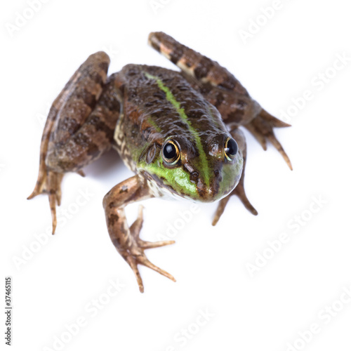 Marsh Frog  Rana ridibunda
