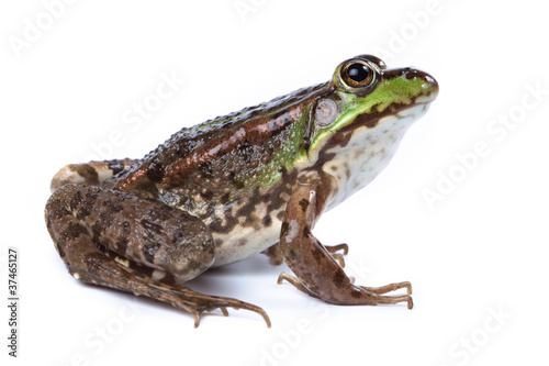 Marsh Frog, Rana ridibunda