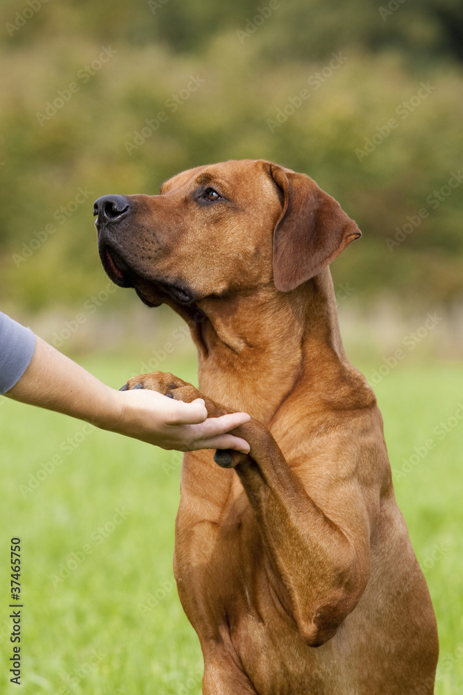 Freundschaft Mensch vs Hund Freundschaft Mensch vs Hund