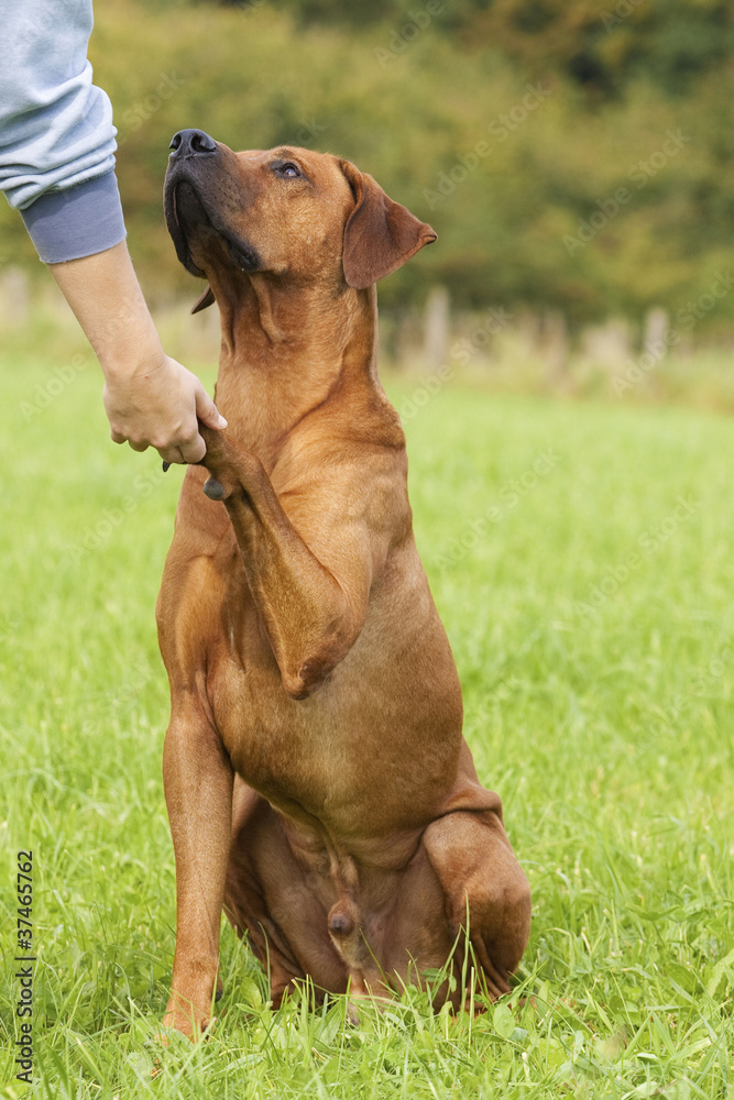 Freundschaft Mensch vs Hund