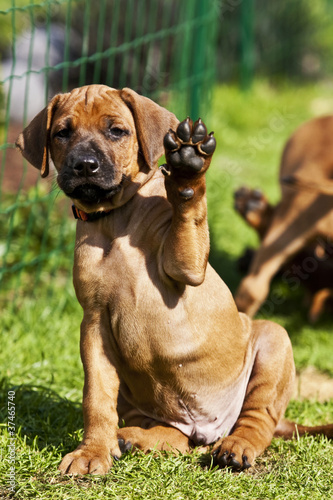 Issaquah, Four Month Old Rhodesian Ridgeback Puppy Sitting On A