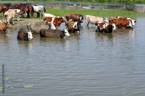 Tablou pe pânză farm scene with cows on river