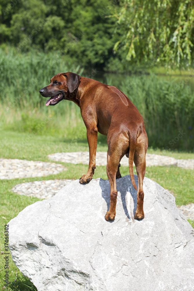 Rhodesian Ridgeback steht auf Stein Rhodesian Ridgeback steht auf Stein