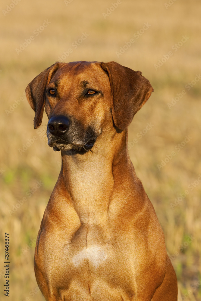 Rhodesian Ridgeback Portrait