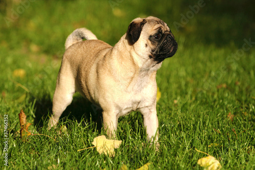 Mops