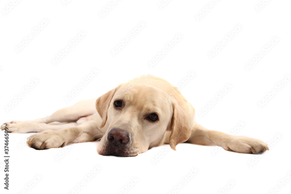 labrador labrador