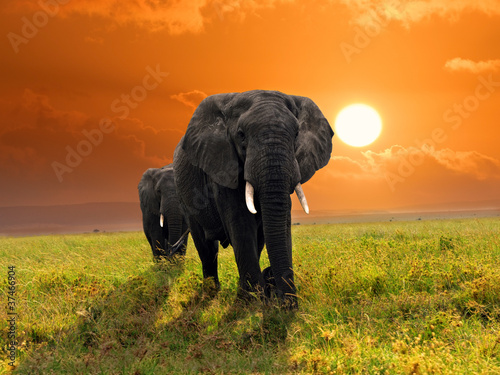African elephants © Oleg Znamenskiy