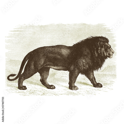 Le lion