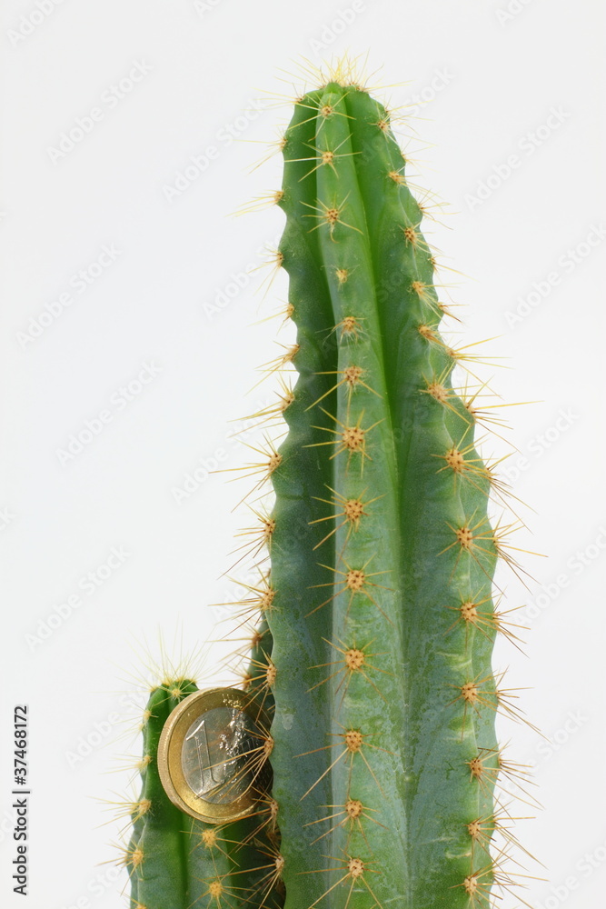 Naklejka premium Cactus e Euro