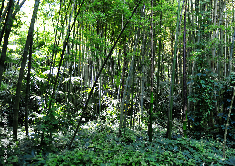 forêt de bambous et palmiers forêt de bambous et palmiers