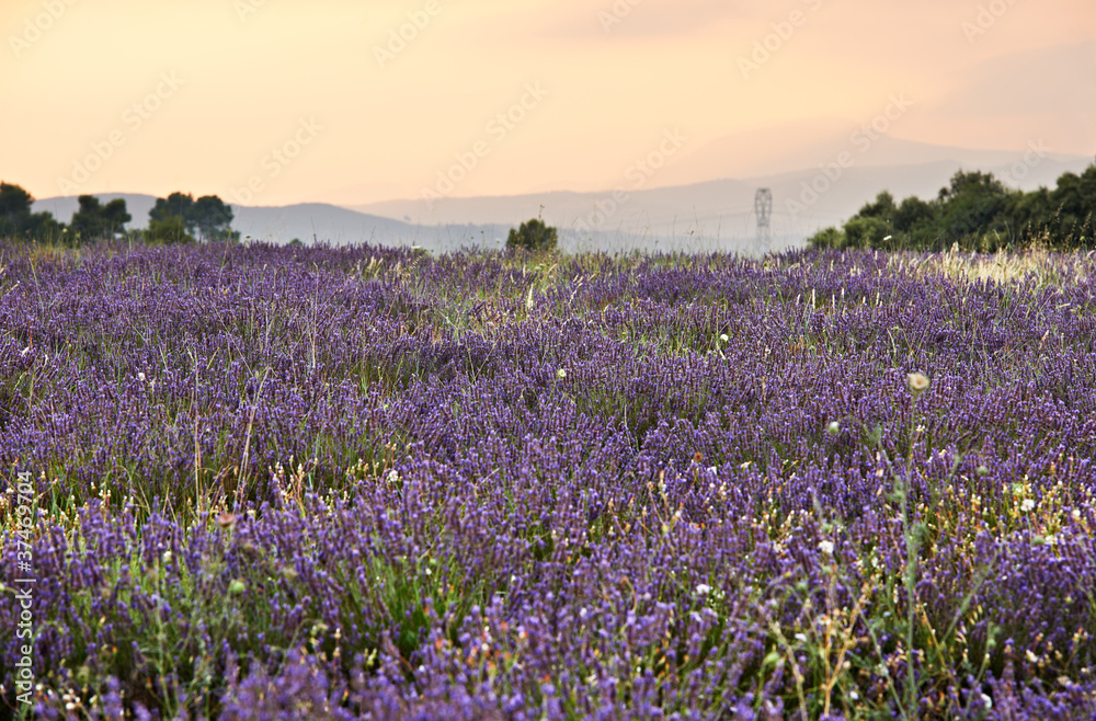 Lavender plantation in French Provence