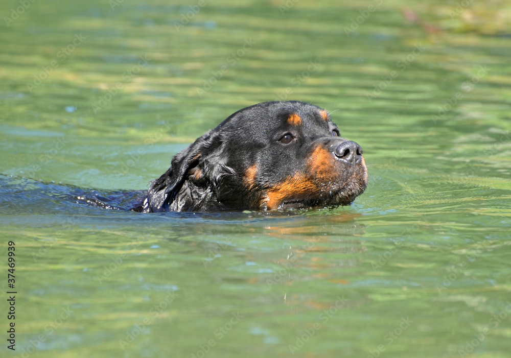 rottweiler dans l'eau rottweiler dans l'eau
