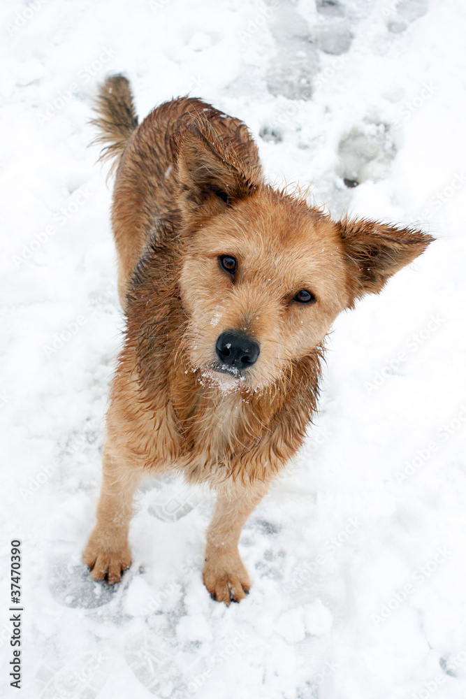 Winter portrait of a dog