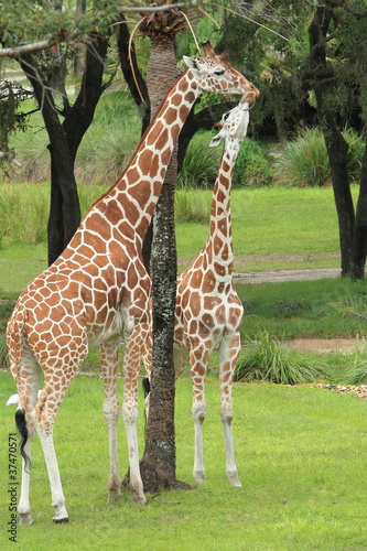 Photography two reticulated giraffes in natural habitat