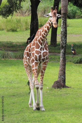 Reticulated Giraffe