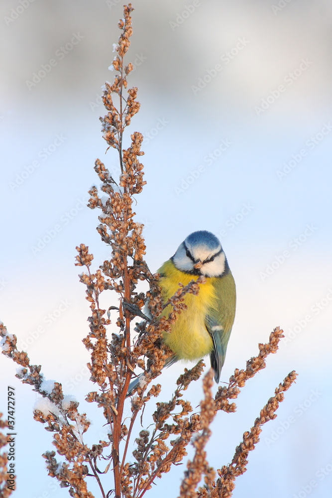 Blue tit Blue tit