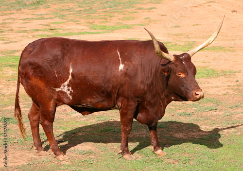 steer