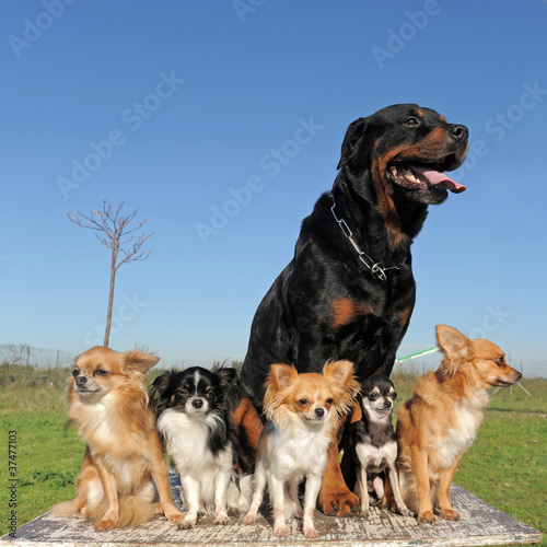 chihuahuas and rottweiler