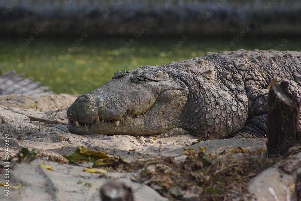 Obraz premium Crocodile