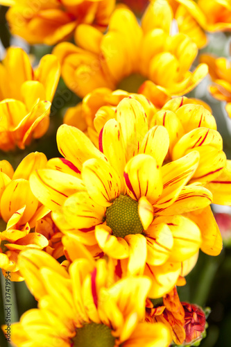 Chrysanthemum Flowers