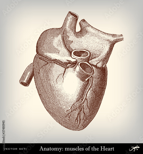 Engraving vintage heart.