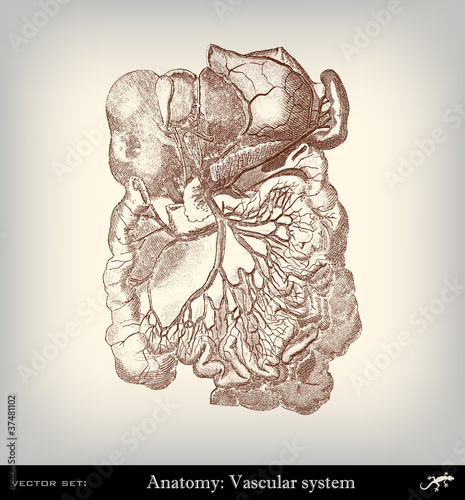 Engraving vintage vascular system.