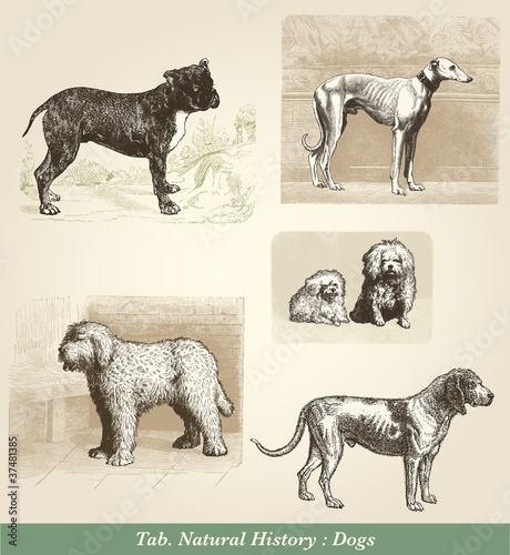 Dogs
