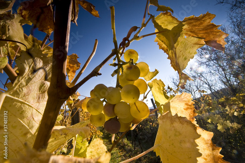 Golden berries and leaves in the vineyard