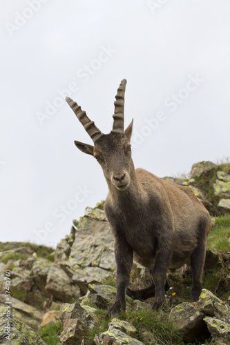 Foreground of an ibex