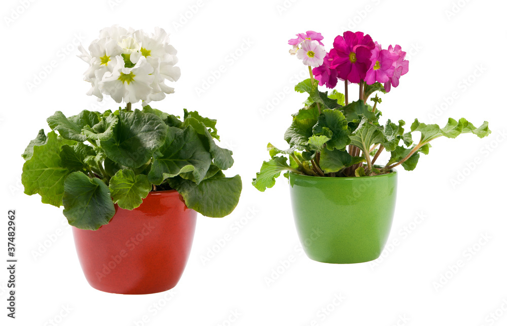 Two primroses in pots