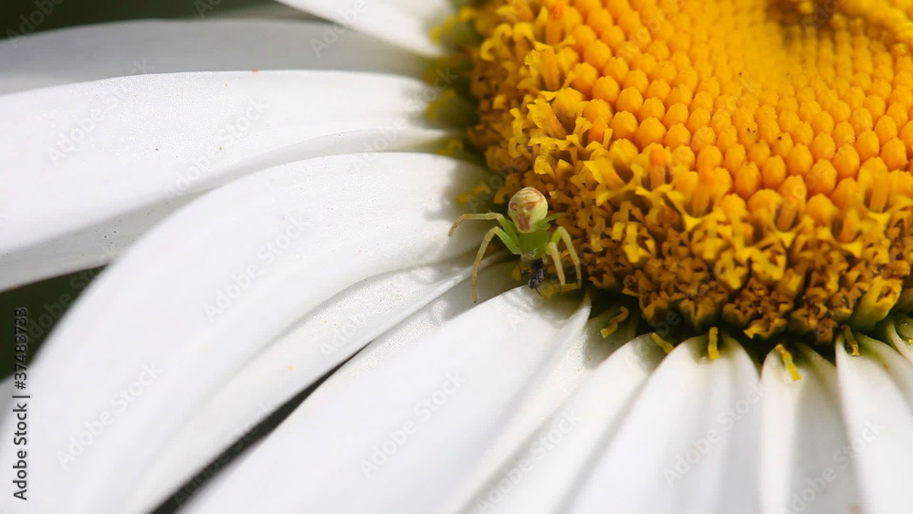 Crab spider hunts on small fly. Crab spider hunts on small fly.
