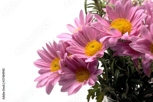 Spring Flowers