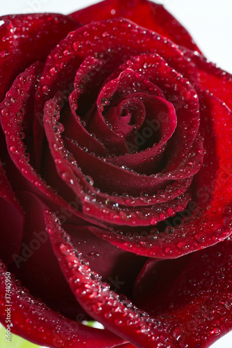 Beautiful rose red.