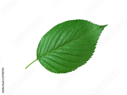 Beautiful green leaf isolated on white