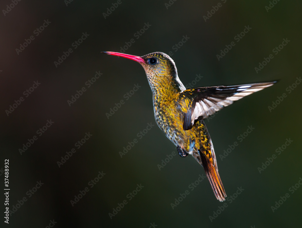 Naklejka premium Gilded Hummingbird, (Hylocharis chrysura).
