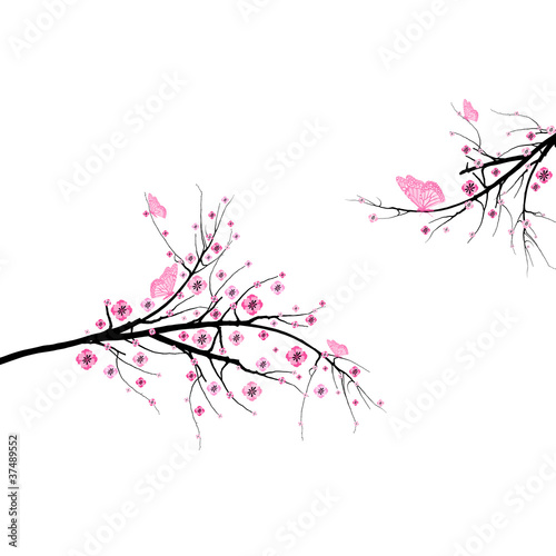 cherry blossom flowers