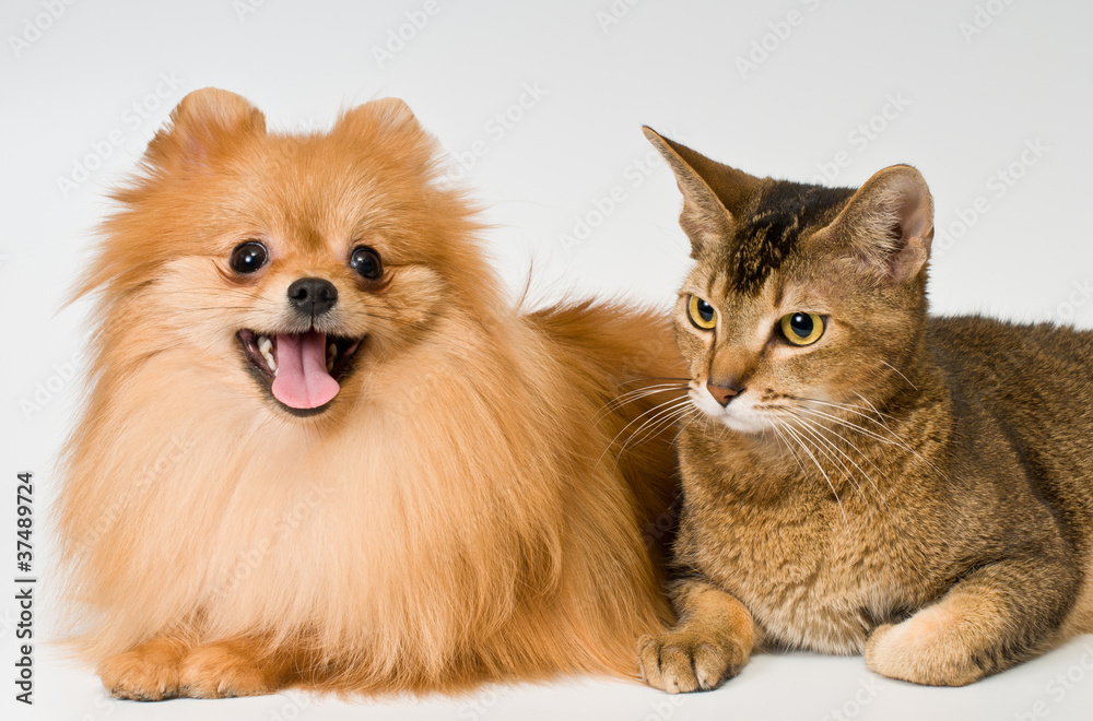 Obraz premium Cat and puppy in studio