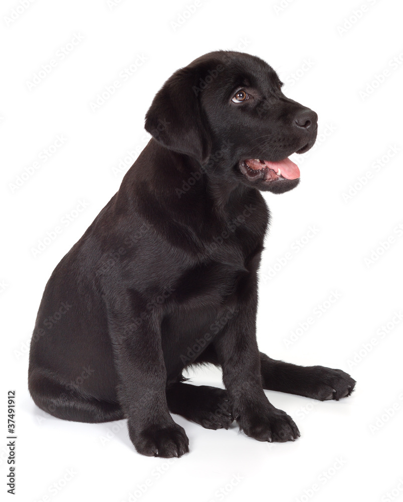 labrador retriever