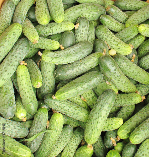 cucumbers for sale
