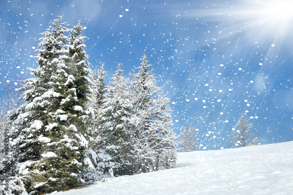 Beautiful winter landscape with snow covered trees Beautiful winter landscape with snow covered trees