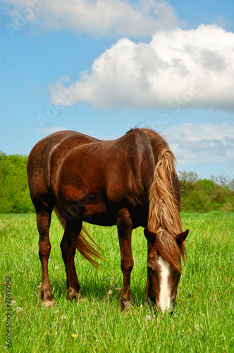 Horse in field