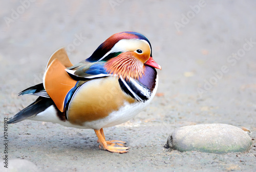 Mandarin duck