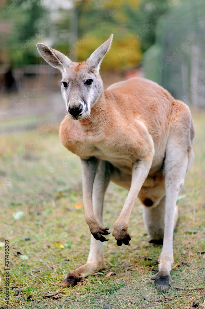 Kangaroo Kangaroo