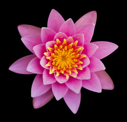 Papier peint photo Fleur de lotus Lotus rose sur fond noir intense  © kaentian
