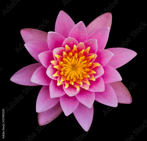 Pink lotus on a black background.