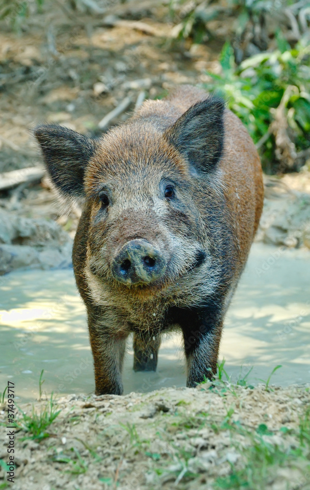 Wild boar Wild boar