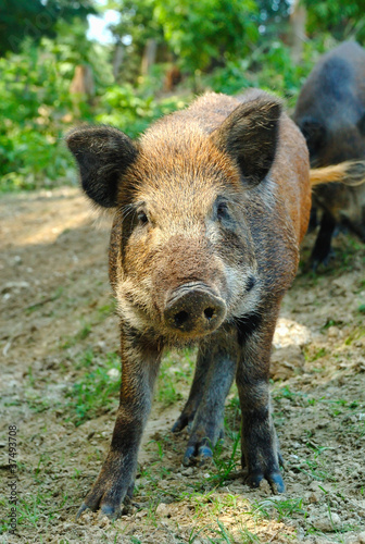 Wild boar