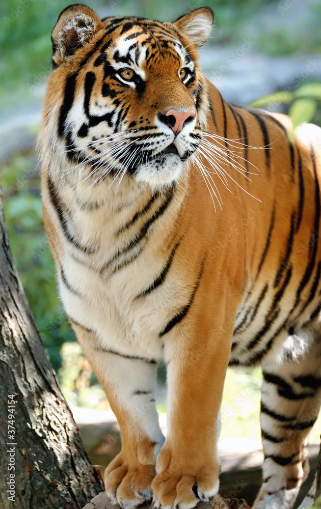 Tiger Tiger